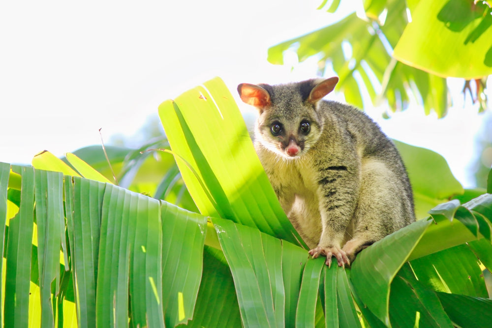 Freeze Dried Possum Treats For Cats And Dogs– Fureeze